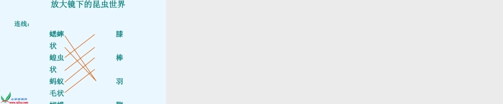 六年级科学下册 2.放大镜下的昆虫世界课件 教科版
