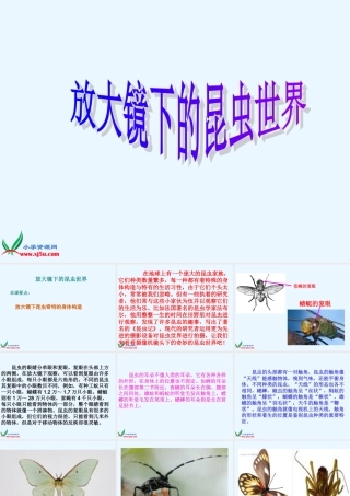 六年级科学下册 2.放大镜下的昆虫世界课件 教科版