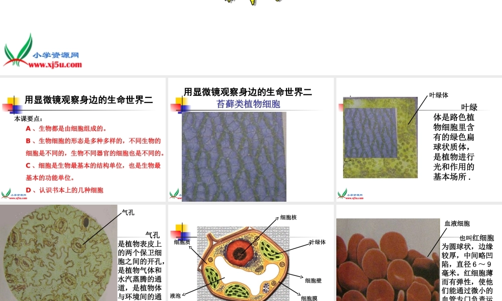 六年级科学下册 6.用显微镜观察身边的生命世界（二）课件 教科版