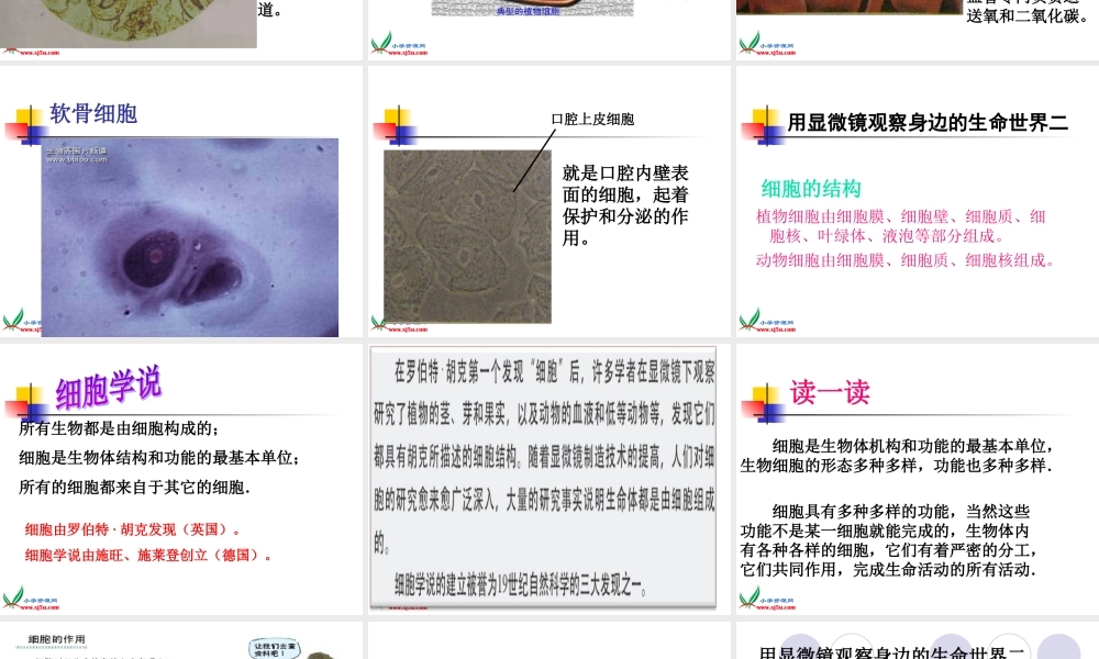 六年级科学下册 6.用显微镜观察身边的生命世界（二）课件 教科版
