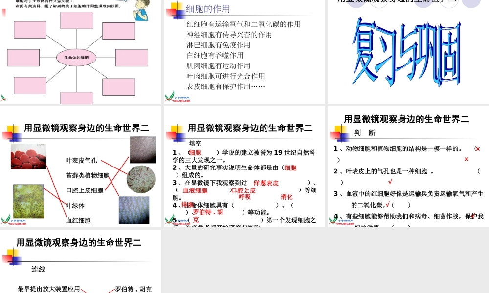 六年级科学下册 6.用显微镜观察身边的生命世界（二）课件 教科版