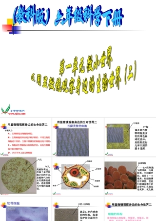 六年级科学下册 6.用显微镜观察身边的生命世界（二）课件 教科版