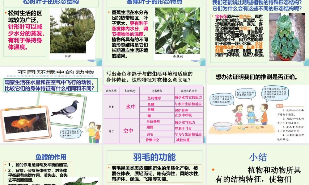 六年级科学上册 4.6 原来是相关联的课件1 教科版-教科版小学六年级上册自然科学课件