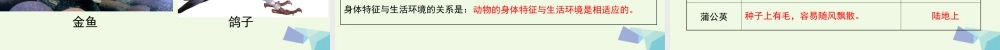 六年级科学上册 4.6 原来是相关联的课件2 教科版-教科版小学六年级上册自然科学课件