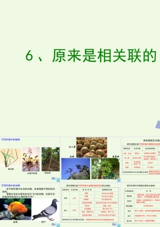 六年级科学上册 4.6 原来是相关联的课件2 教科版-教科版小学六年级上册自然科学课件