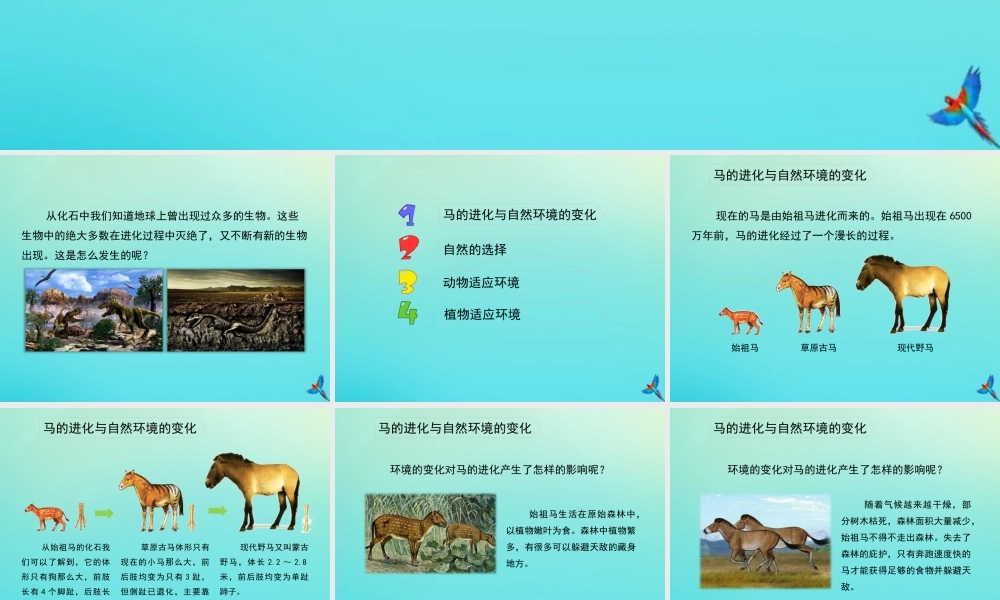 六年级科学下册 第1单元 生物的进化 1.2 物竞天择课件1 （新版）湘科版-人教版小学六年级下册自然科学课件