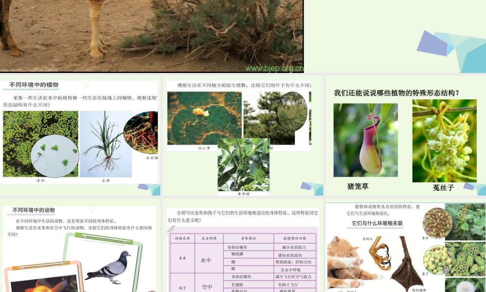 六年级科学上册 4.6 原来是相关联的课件5 教科版-教科版小学六年级上册自然科学课件