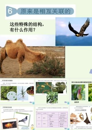 六年级科学上册 4.6 原来是相关联的课件5 教科版-教科版小学六年级上册自然科学课件