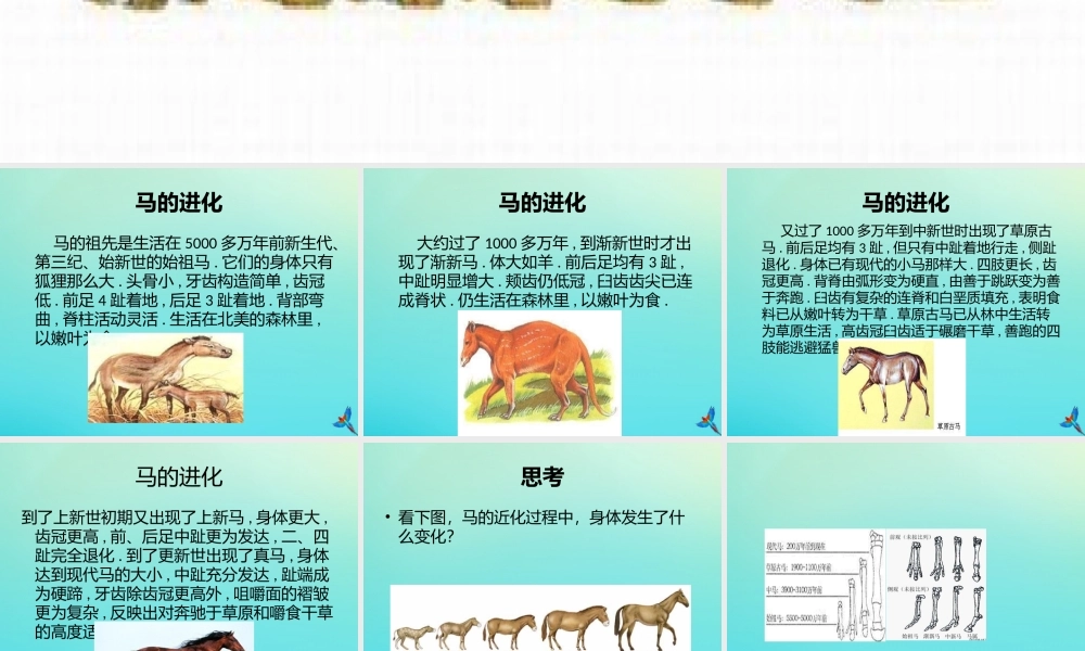六年级科学下册 第1单元 生物的进化 1.2 物竞天择课件2 （新版）湘科版-人教版小学六年级下册自然科学课件