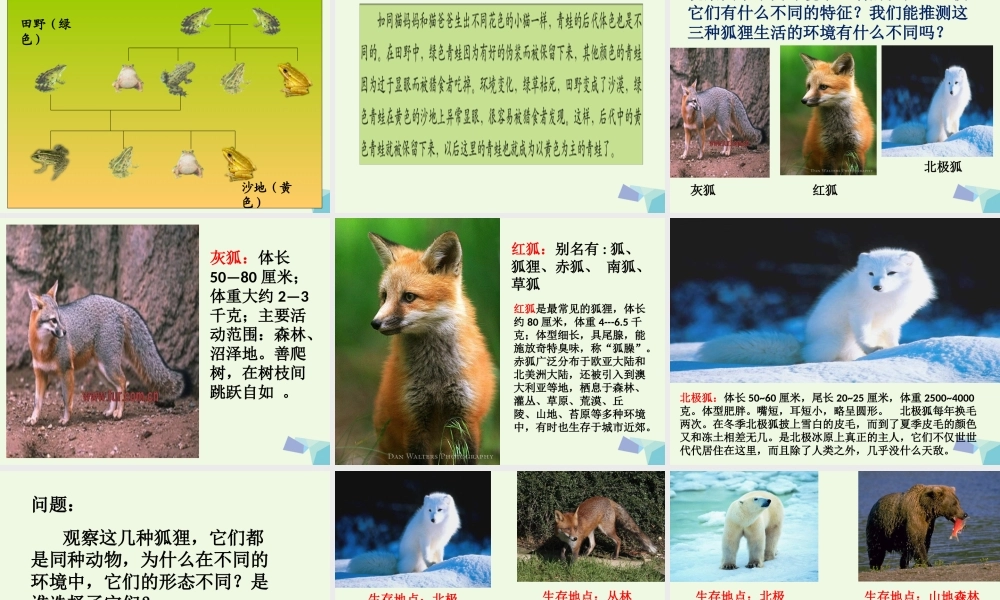 六年级科学上册 4.7 谁选择了它们课件 教科版-教科版小学六年级上册自然科学课件