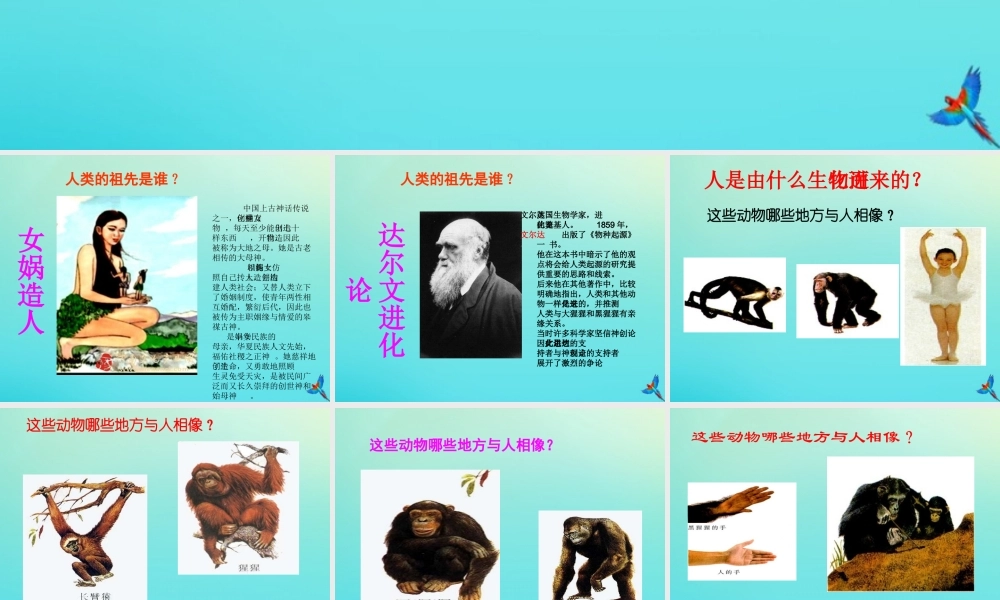 六年级科学下册 第1单元 生物的进化 1.3 人类的起源课件 （新版）湘科版-人教版小学六年级下册自然科学课件