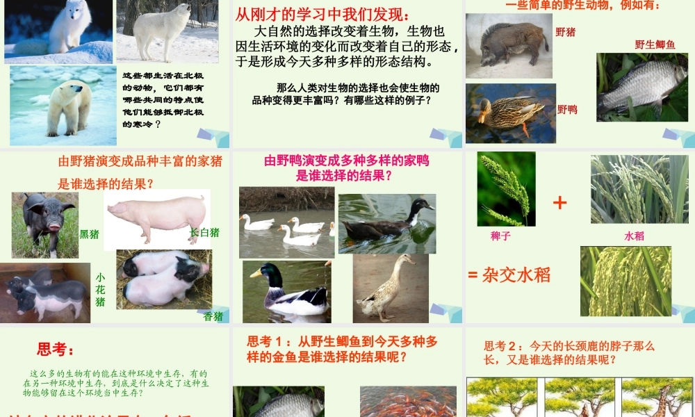 六年级科学上册 4.7 谁选择了它们课件1 教科版-教科版小学六年级上册自然科学课件