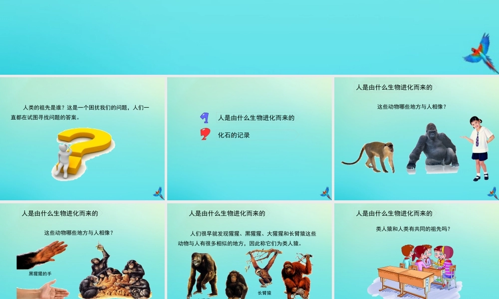 六年级科学下册 第1单元 生物的进化 1.3 人类的起源课件 （新版）湘科版-人教级下册自然科学课件