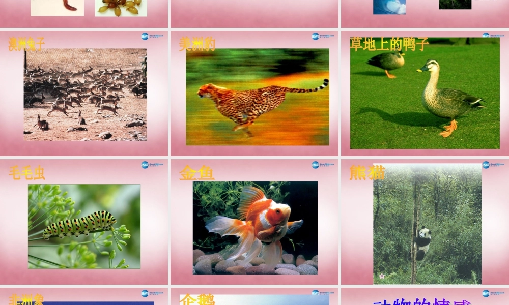 六年级科学上册 第5单元 20 蚯蚓找家课件1 青岛版