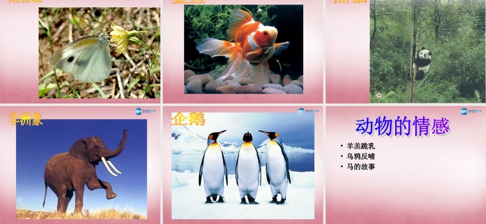 六年级科学上册 第5单元 20 蚯蚓找家课件2 青岛版