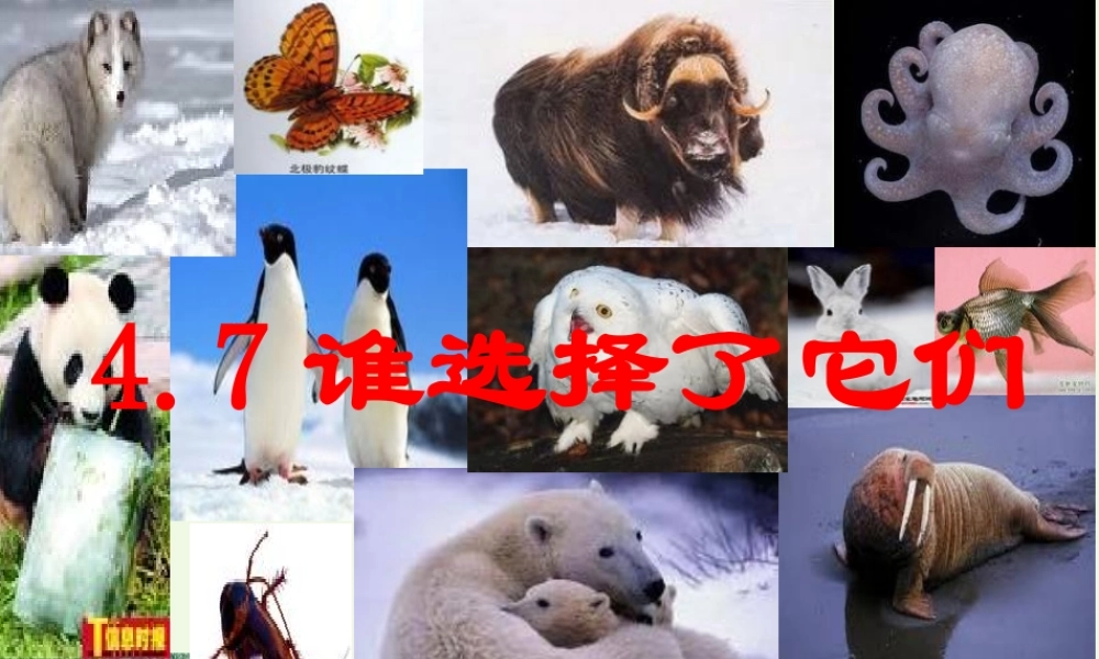 六年级科学上册 4.7 谁选择了它们课件2 教科版-教科版小学六年级上册自然科学课件