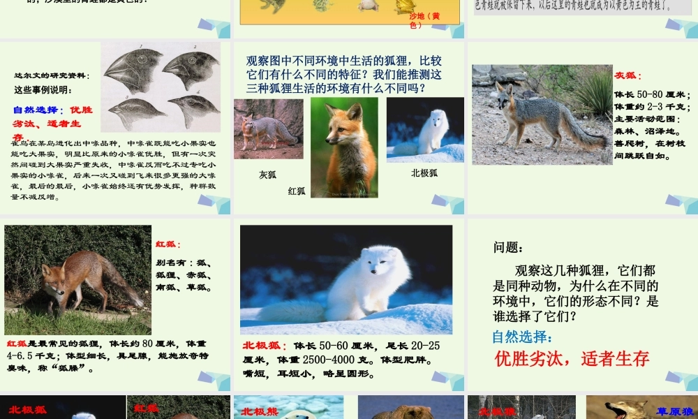 六年级科学上册 4.7 谁选择了它们课件2 教科版-教科版小学六年级上册自然科学课件