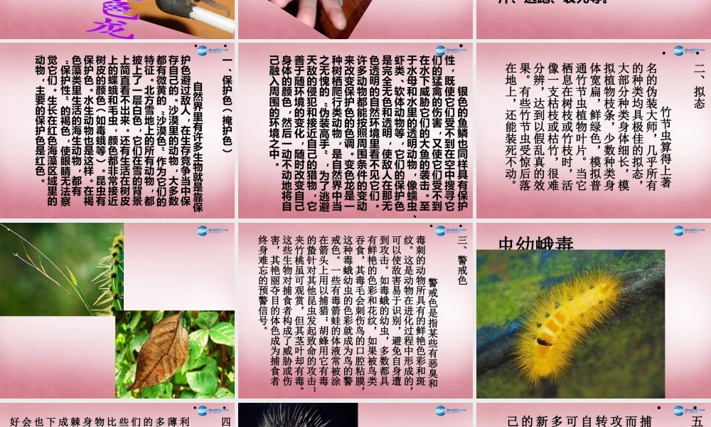 六年级科学上册 第5单元 21 变色龙课件1 青岛版