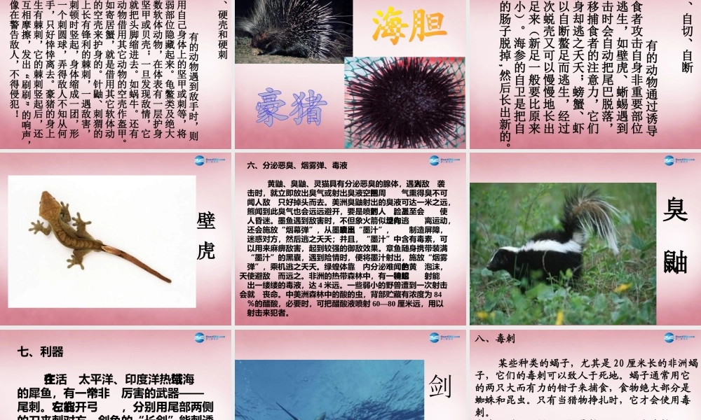 六年级科学上册 第5单元 21 变色龙课件1 青岛版