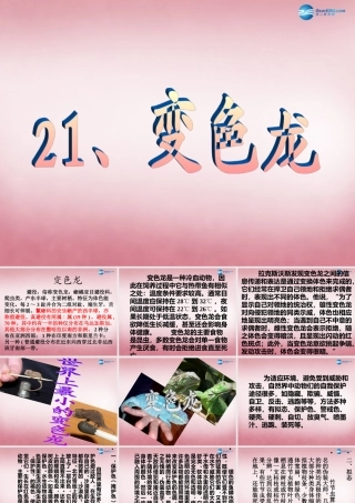 六年级科学上册 第5单元 21 变色龙课件1 青岛版