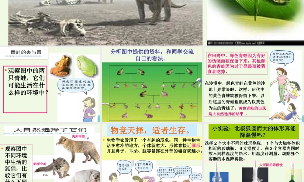 六年级科学上册 4.7 谁选择了它们课件3 教科版-教科版小学六年级上册自然科学课件