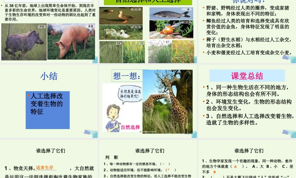 六年级科学上册 4.7 谁选择了它们课件3 教科版-教科版小学六年级上册自然科学课件