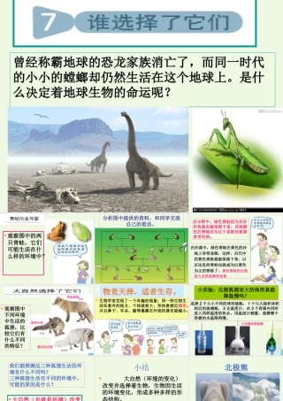 六年级科学上册 4.7 谁选择了它们课件3 教科版-教科版小学六年级上册自然科学课件