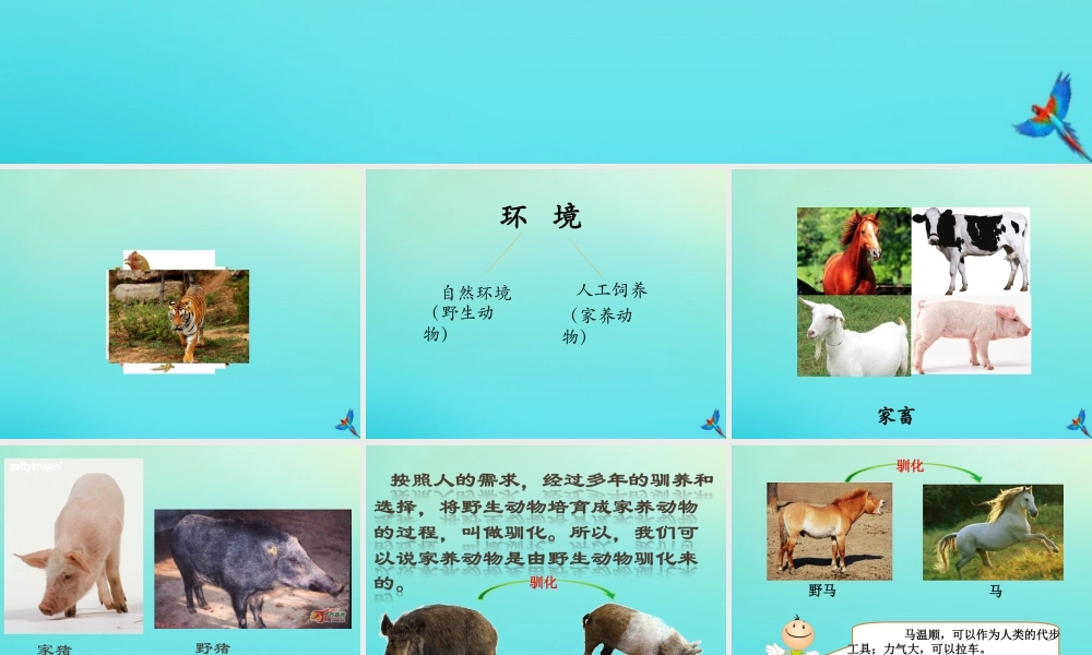 六年级科学下册 第1单元 生物的进化 1.4 动物的驯化课件 （新版）湘科版-人教版小学六年级下册自然科学课件