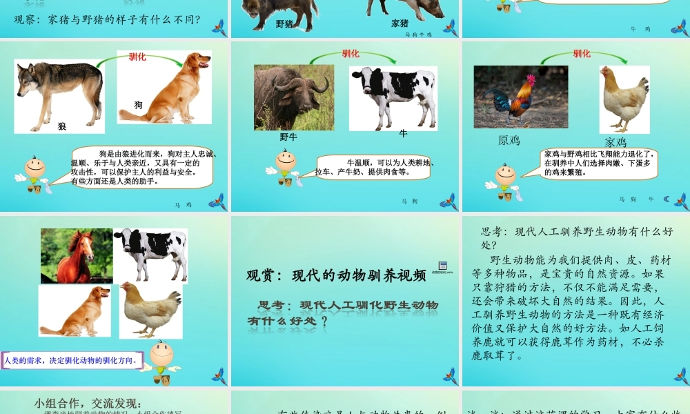 六年级科学下册 第1单元 生物的进化 1.4 动物的驯化课件 （新版）湘科版-人教版小学六年级下册自然科学课件