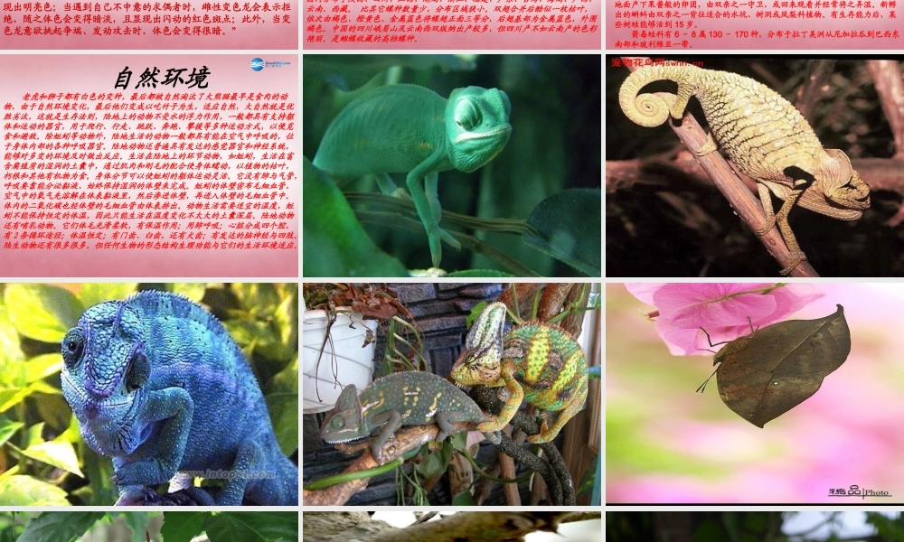 六年级科学上册 第5单元 21 变色龙课件2 青岛版