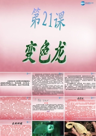 六年级科学上册 第5单元 21 变色龙课件2 青岛版