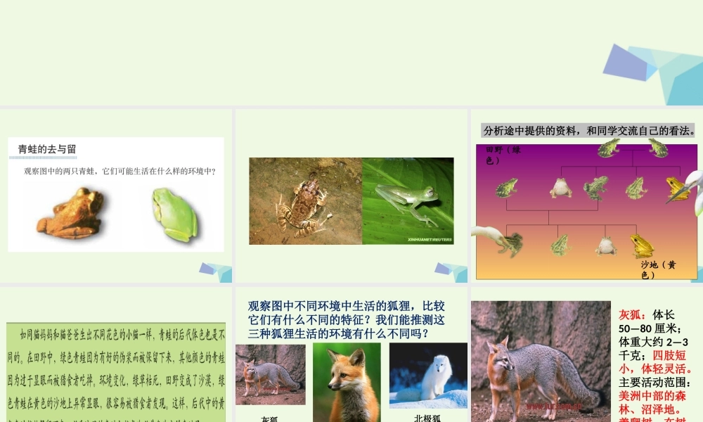 六年级科学上册 4.7 谁选择了它们课件4 教科版-教科版小学六年级上册自然科学课件