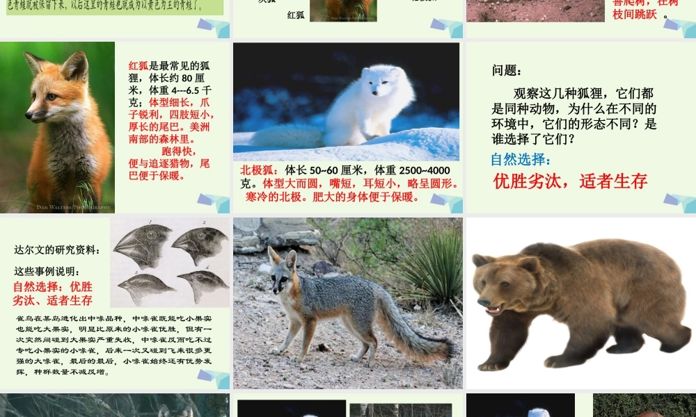 六年级科学上册 4.7 谁选择了它们课件4 教科版-教科版小学六年级上册自然科学课件