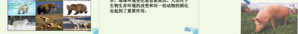 六年级科学上册 4.7 谁选择了它们课件4 教科版-教科版小学六年级上册自然科学课件