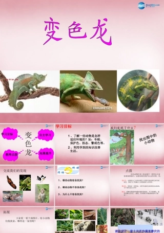 六年级科学上册 第5单元 21 变色龙课件3 青岛版