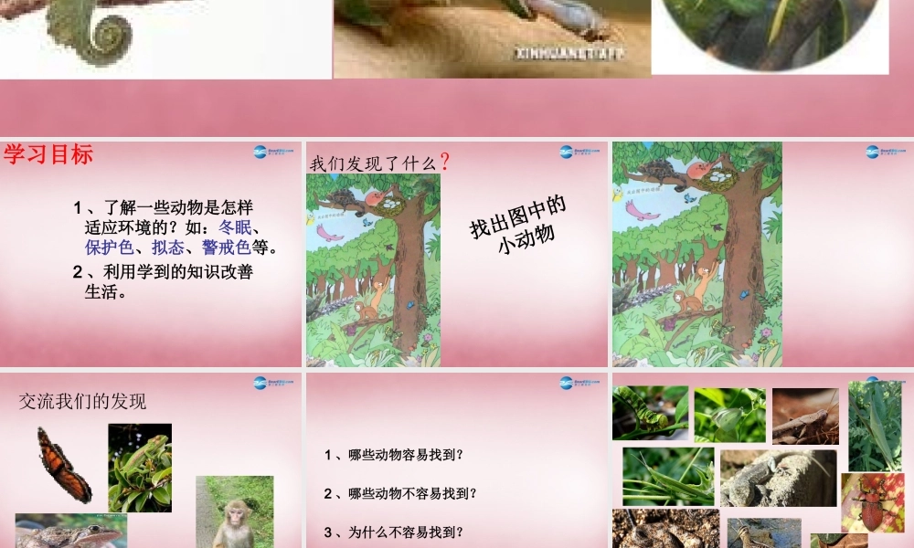 六年级科学上册 第5单元 21 变色龙课件4 青岛版