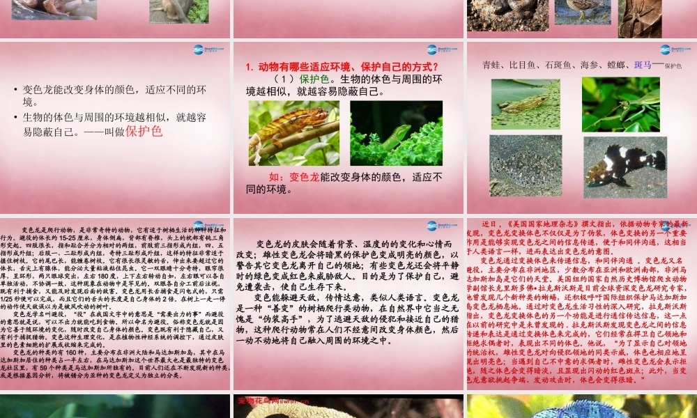 六年级科学上册 第5单元 21 变色龙课件4 青岛版