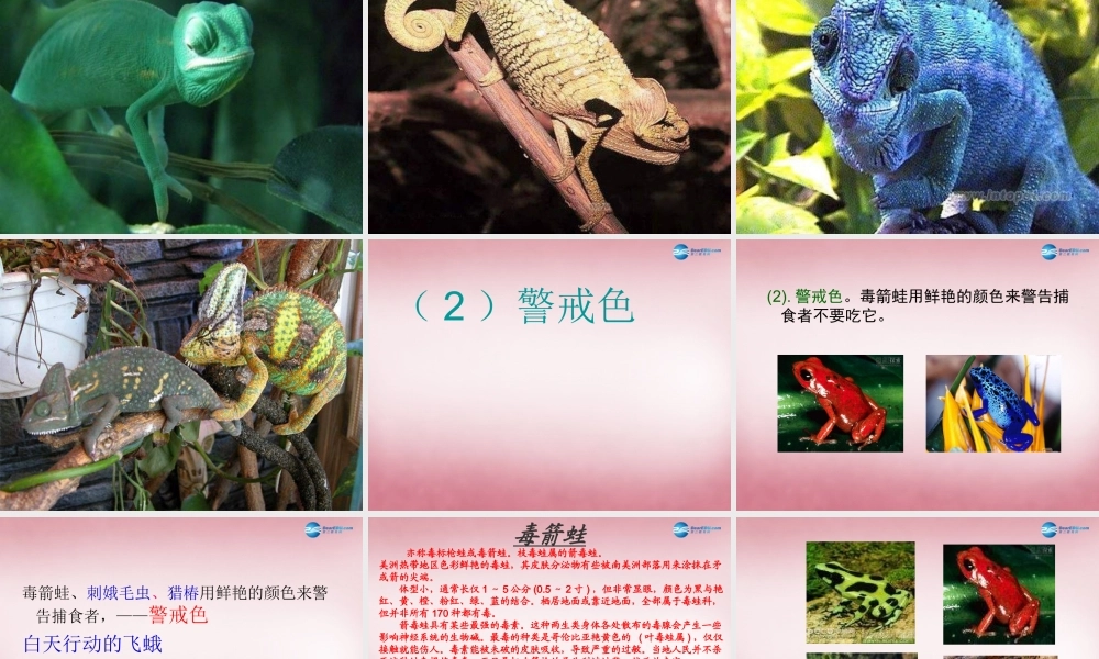 六年级科学上册 第5单元 21 变色龙课件4 青岛版