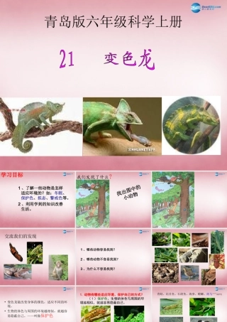 六年级科学上册 第5单元 21 变色龙课件4 青岛版
