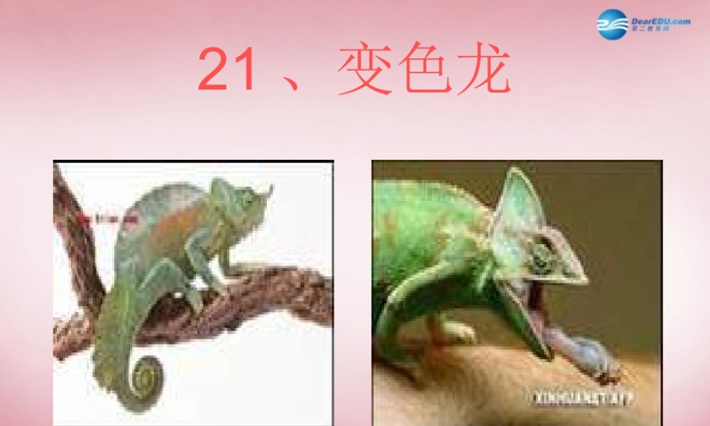 六年级科学上册 第5单元 21 变色龙课件5 青岛版