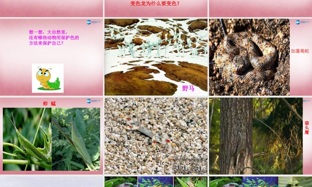 六年级科学上册 第5单元 21 变色龙课件5 青岛版