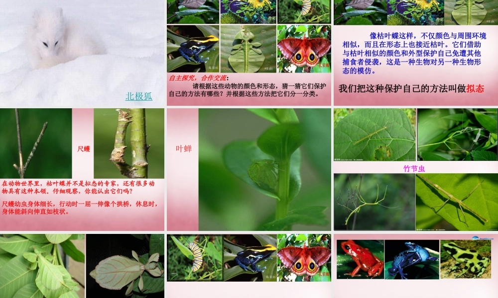 六年级科学上册 第5单元 21 变色龙课件5 青岛版