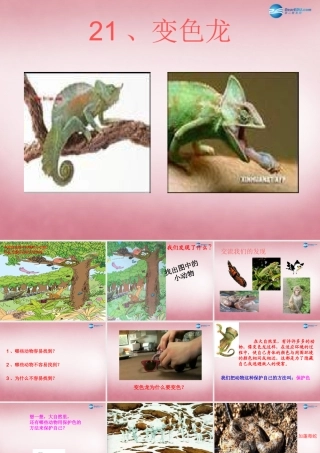 六年级科学上册 第5单元 21 变色龙课件5 青岛版