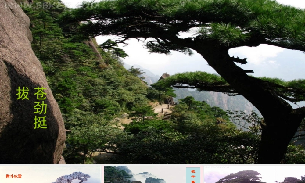 六年级语文上册 8.3 苍松怪石图题诗课件2 北师大版-北师大版小学六年级上册语文课件