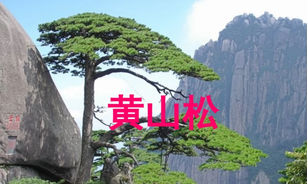 六年级语文上册 8.4 黄山松课件1 北师大版-北师大版小学六年级上册语文课件