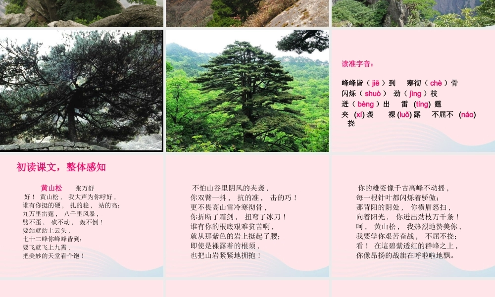 六年级语文上册 8.4 黄山松课件1 北师大版-北师大版小学六年级上册语文课件