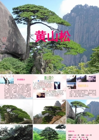 六年级语文上册 8.4 黄山松课件1 北师大版-北师大版小学六年级上册语文课件