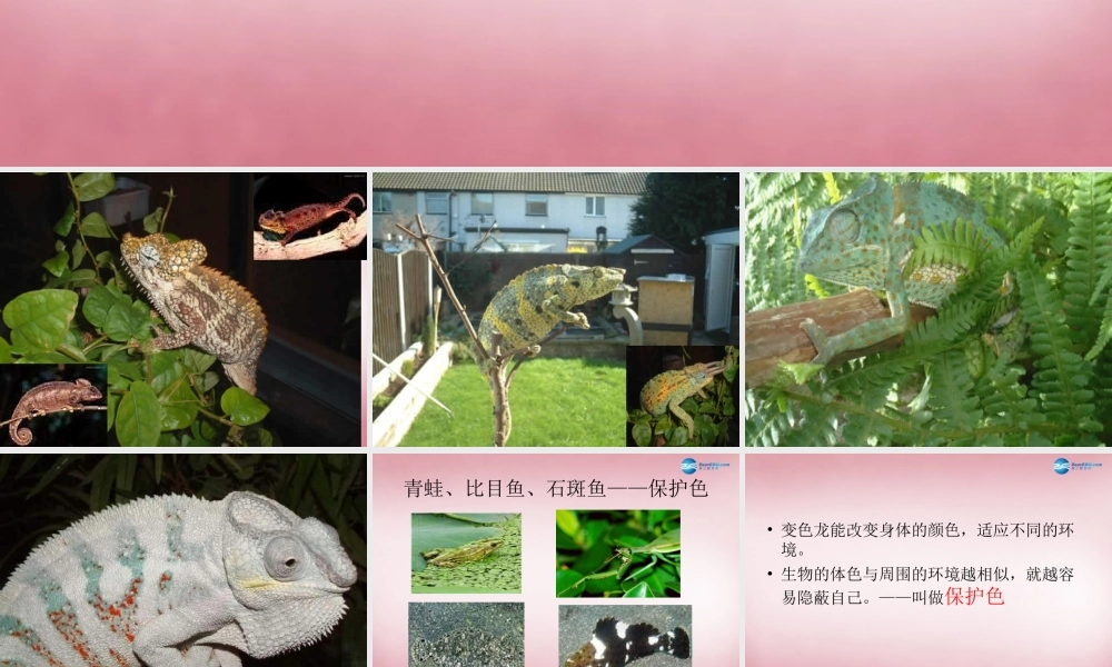 六年级科学上册 第5单元 21 变色龙课件7 青岛版