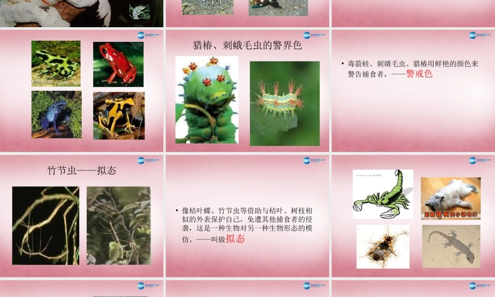 六年级科学上册 第5单元 21 变色龙课件7 青岛版