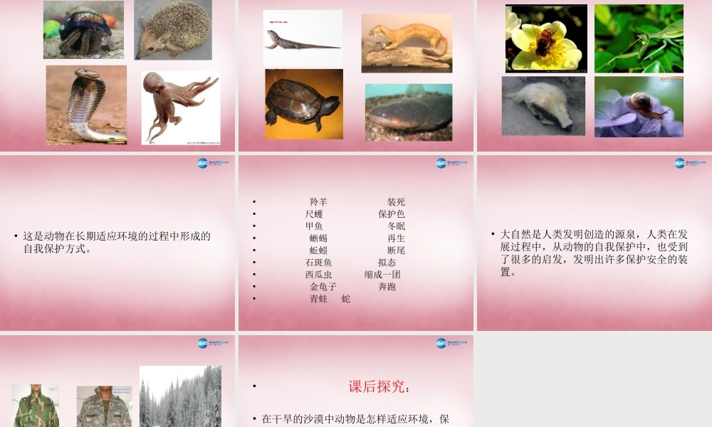 六年级科学上册 第5单元 21 变色龙课件7 青岛版